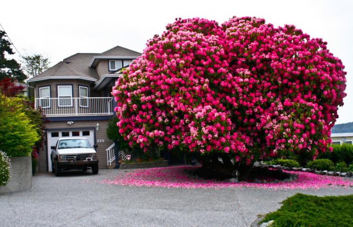 125 Year Old Rhododendron in Canada