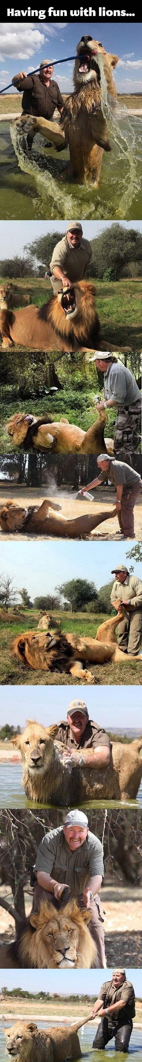 Having fun with lions...