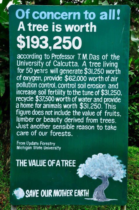 The true value of a tree...