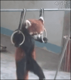 Red pandas need exercise too.