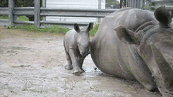 Baby rhino just wants to be like mom.