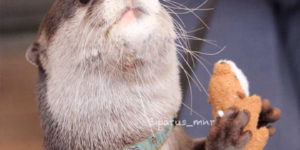 Don’t Make An Otter Angry