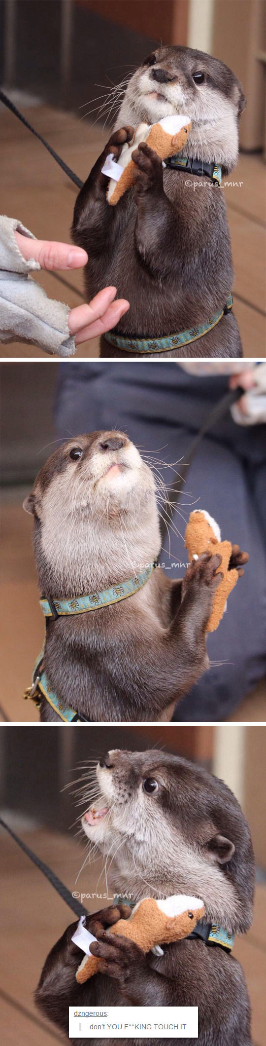 Don't Make An Otter Angry