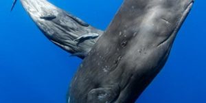 Surrounded by sperm (whales)