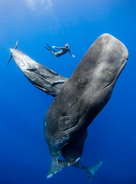 Surrounded by sperm (whales)