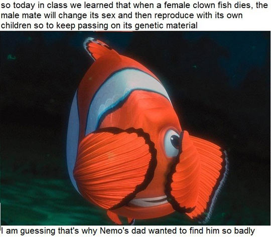 I learned some things about clown fish today...