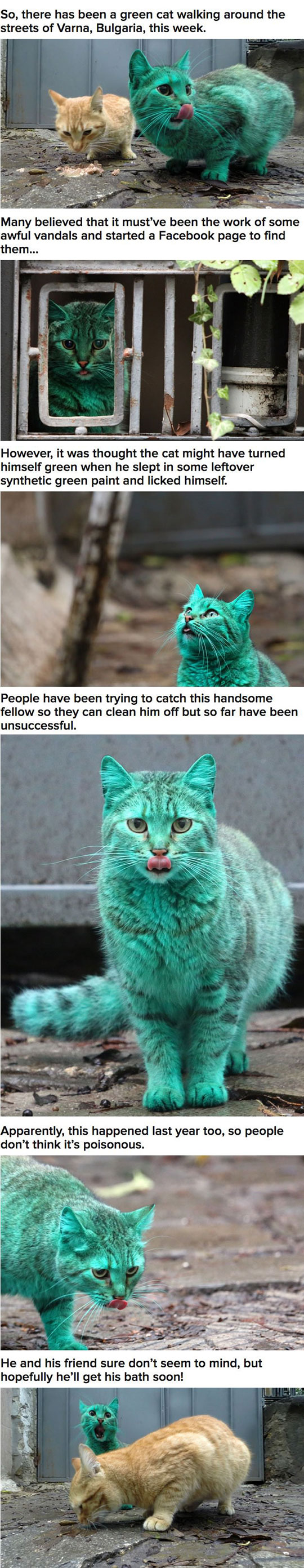 When green cats invade