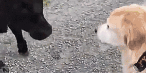 Dogs meeting animals. I could look at these all day.