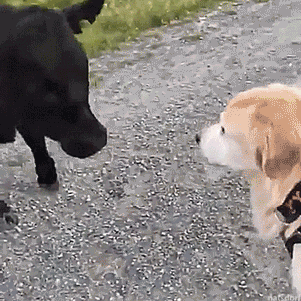 Dogs meeting animals. I could look at these all day.