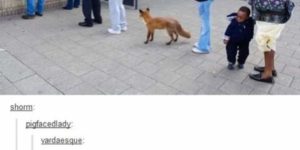 What does the fox withdraw?