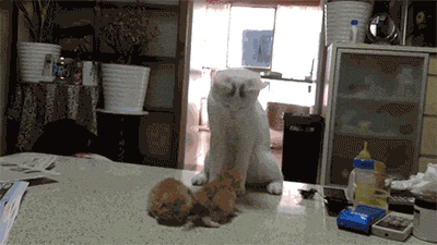 Mother cat gives her kittens lessons on fighting.