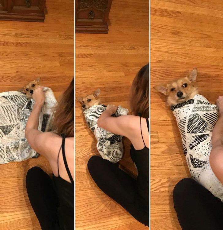 Pregnant wife practices swaddling on confused pupper.