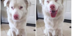 Before and After signing ‘Good boy’ to deaf dog