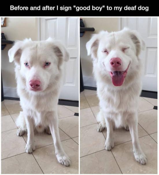 Before and After signing ‘Good boy’ to deaf dog