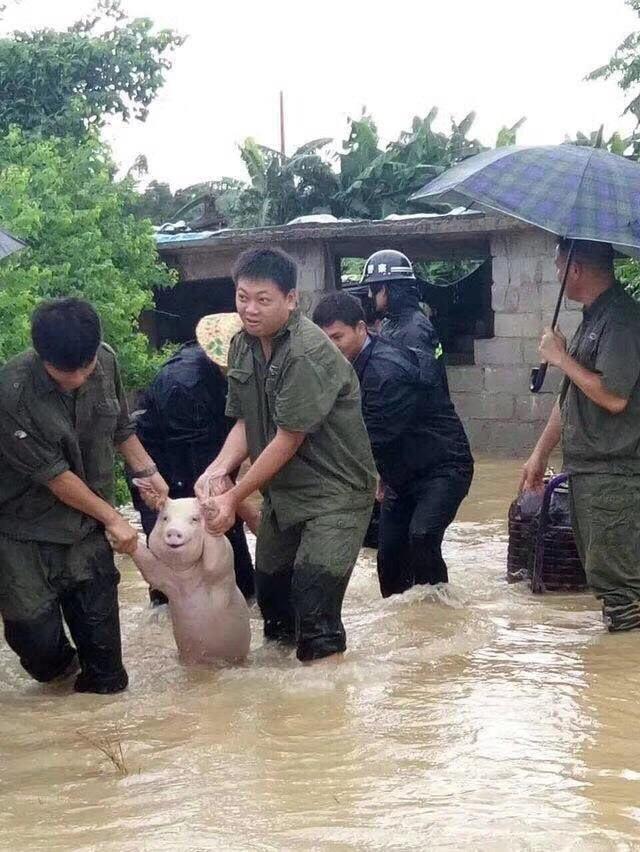 This pig is having a great time.
