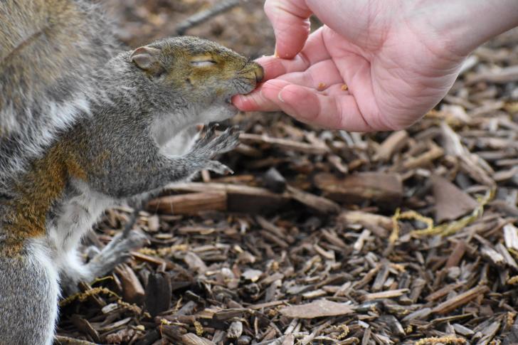 Don't feed the squirrels 