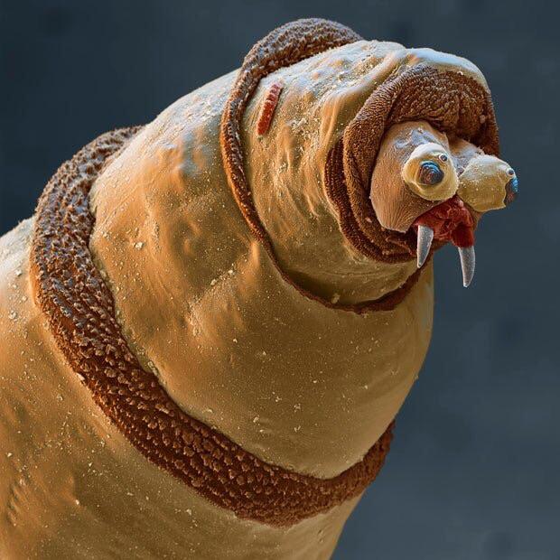 A maggot close up