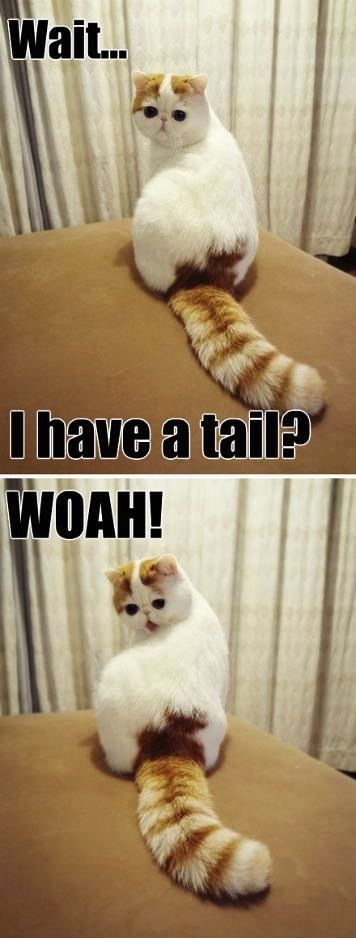Cat discovers tail.