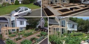 Grow Food, Not a Lawn