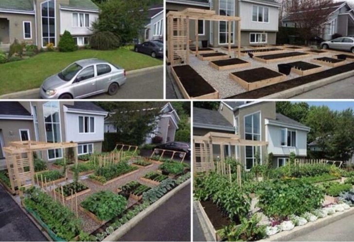 Grow Food, Not a Lawn