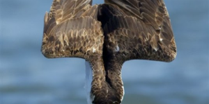 An Osprey Driving for Food