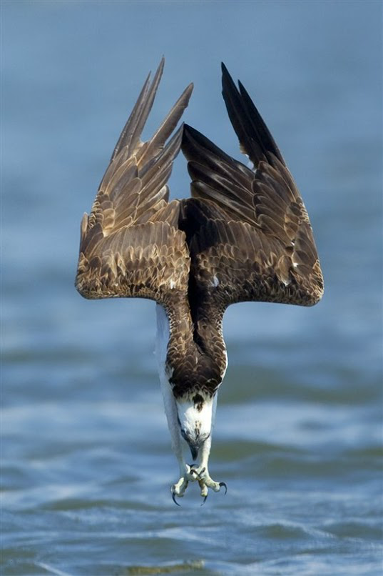 An Osprey Driving for Food