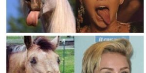 Miley’s horse.