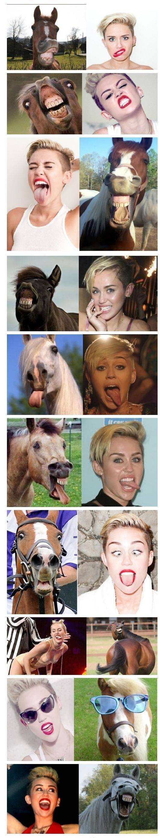 Miley's horse.