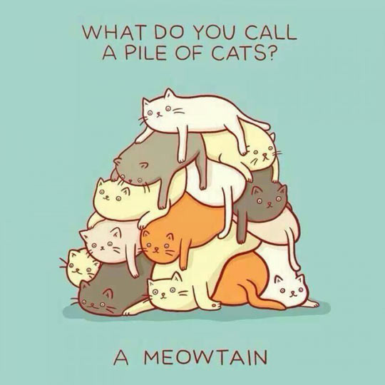 What do you call a pile of cats?