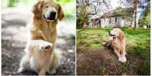 Golden retriever born without eyes brings joy to humans with disabilities