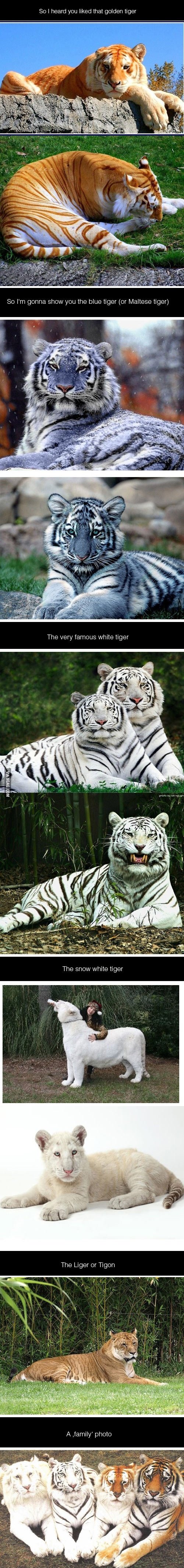 I heard you liked tigers.