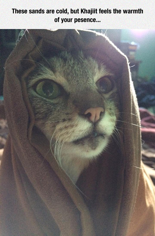 Khajiit Cat