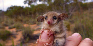 A+Cute+Western+Pygmy+Possum%21