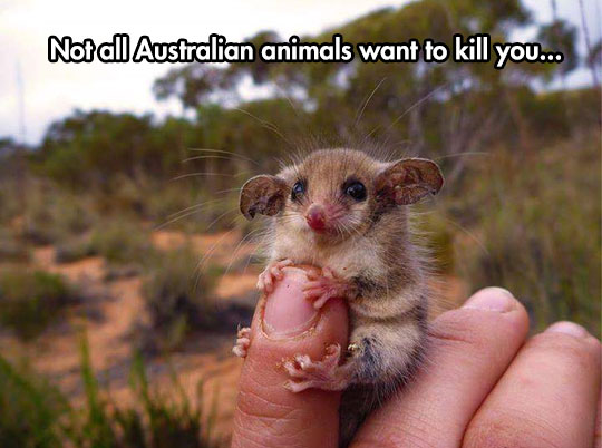 A Cute Western Pygmy Possum!