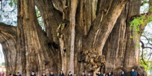 The Tule Tree in Mexico has the girthiest trunk of any tree in the world. It could be anywhere from 1,200 to 6,000 years old.