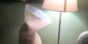 Cat consoles lamp.