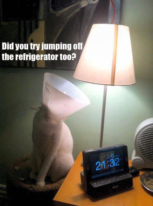 Cat consoles lamp.