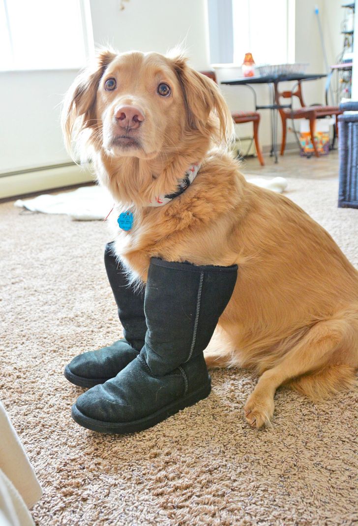 Archie's Uggs boots...ready for the spring mud.