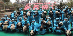 Trying to take a picture with 23 baby pandas