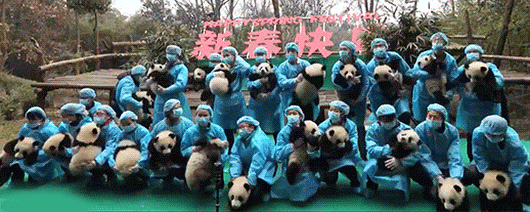 Trying to take a picture with 23 baby pandas