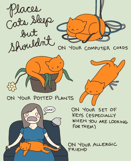 Places cats sleep but shouldn't.