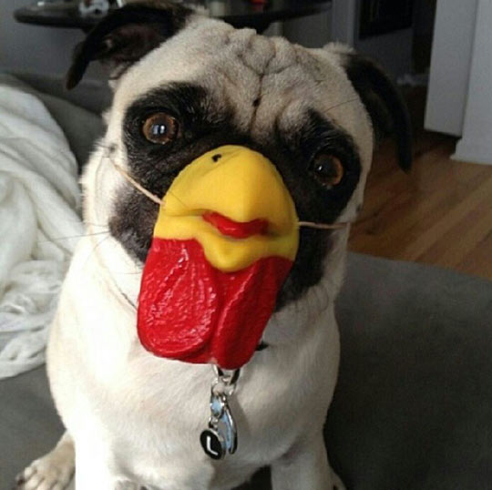 Chicken dog.