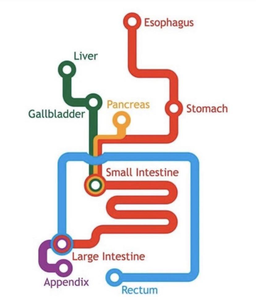 Take a trip down the GI subway.