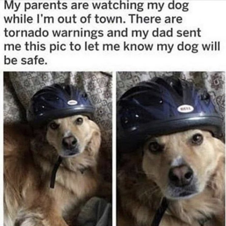 Safety first, bork later.
