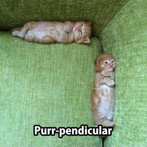 Purr-pendicular