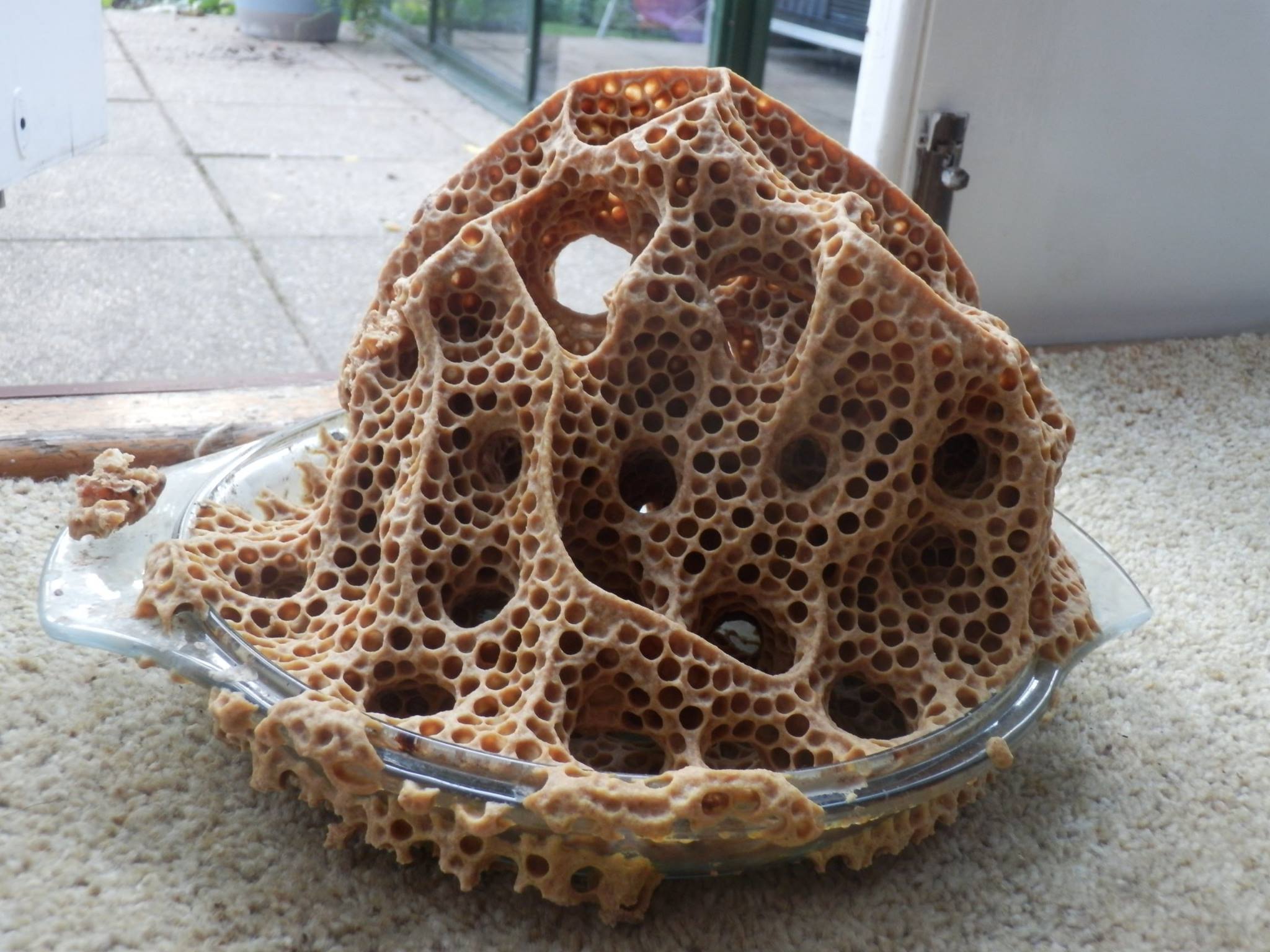 Bees made a nest in a glass bowl.