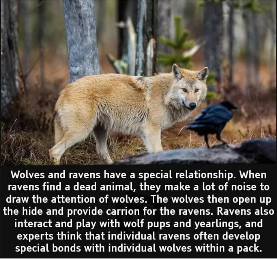 Wolf birds, apparently. 