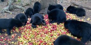 Black beers have a thing for a apples, allegedly.