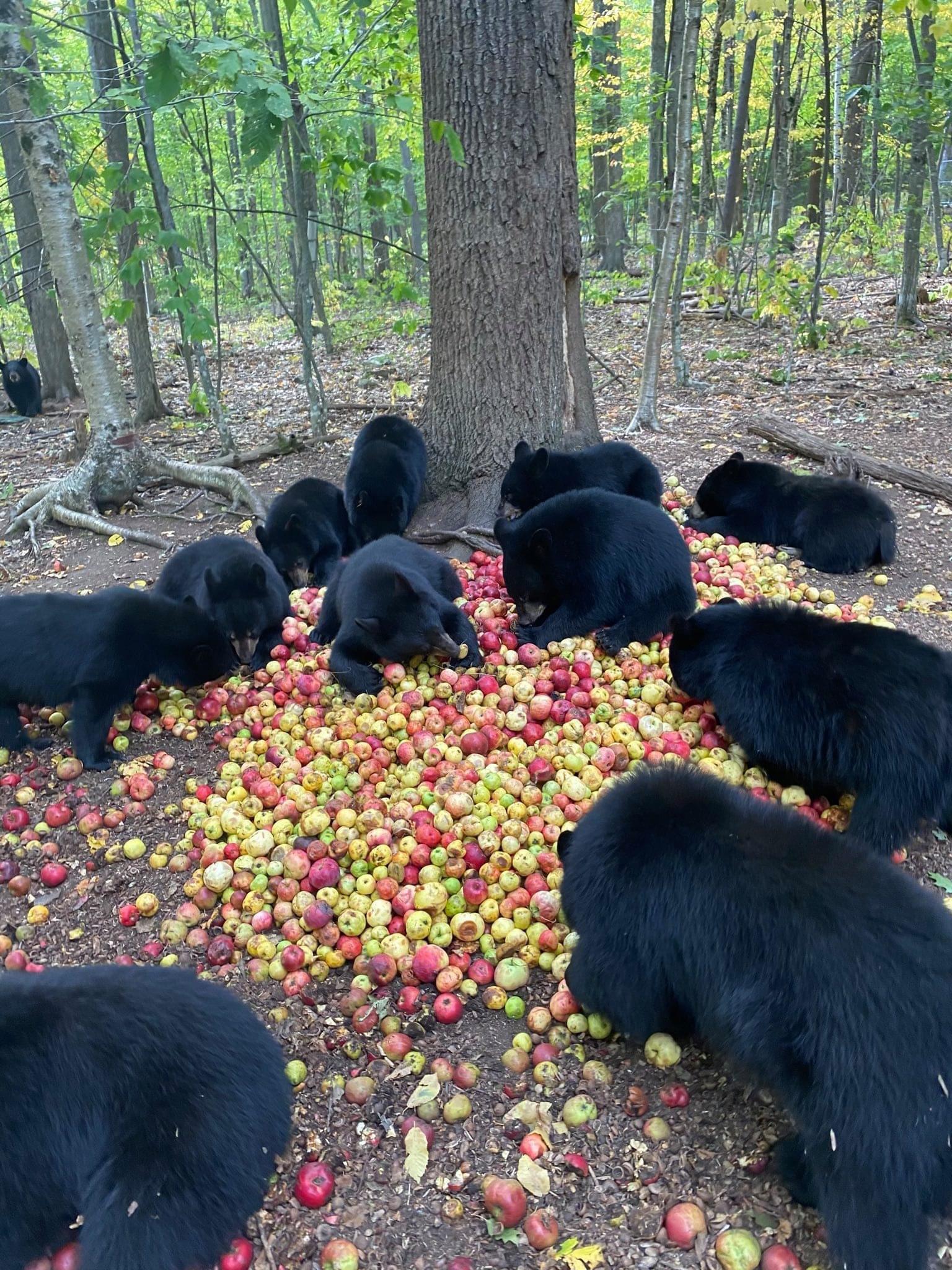 Black beers have a thing for a apples, allegedly.