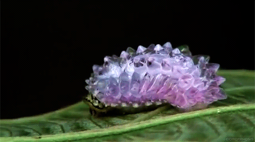 The Jewel Caterpillar.